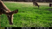 doe tongue.jpg