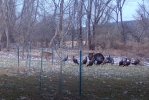 x Deer and Turkey 01.JPG