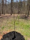 apple tree.jpg