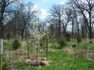 5-2014 Pear at 4-2015 K-1.JPG