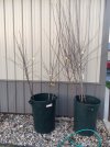 IMG_2248 (1).jpeg