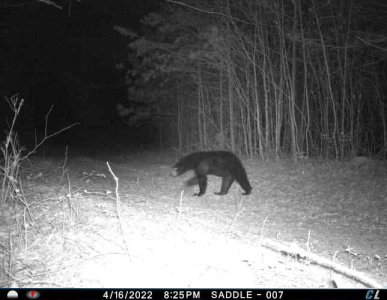 bear3.jpg