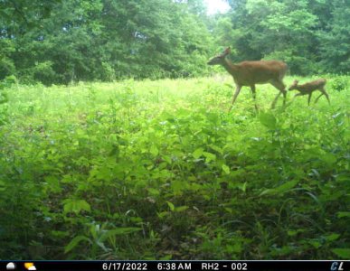 FAWN 6 17 22.jpeg