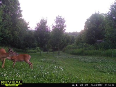 a deer.jpg