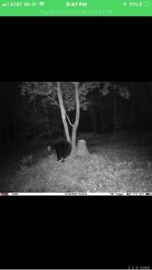 bear.jpg