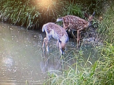 deer1.jpg