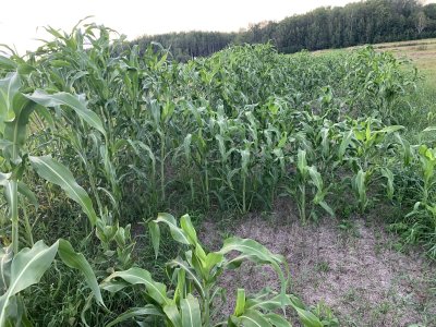 35D65B08-7A0F-4E18-9AB7-D582A64822C7.jpeg 35D65B08-7A0F-4E18-9AB7-D582A64822C7.jpeg