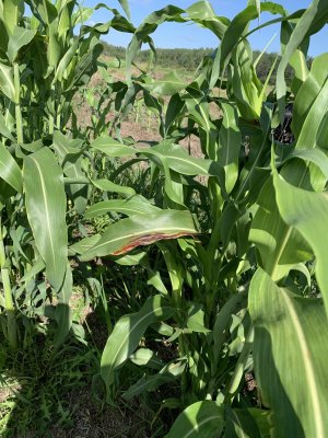 611C9591-2A8D-471B-9850-C23EDD7CEE27.jpeg 611C9591-2A8D-471B-9850-C23EDD7CEE27.jpeg