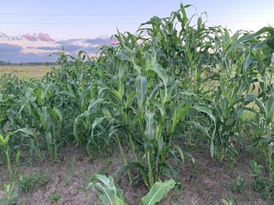 1A937EEE-F806-4A14-B8F1-8FB88070F8AF.jpeg 1A937EEE-F806-4A14-B8F1-8FB88070F8AF.jpeg