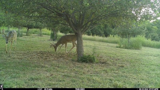 apple tree buck-1.jpg