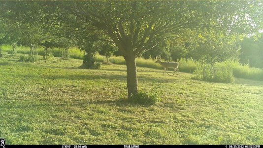 apple tree buck.jpg