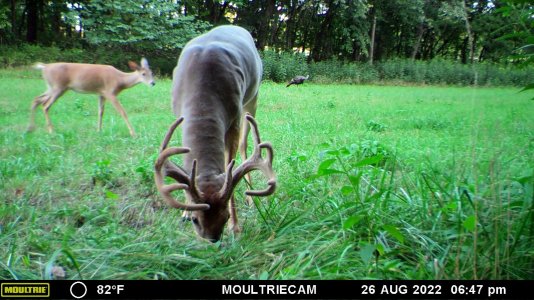 MH doe buck and turkey.JPG