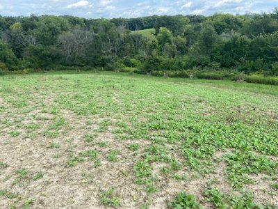 Brassica Plot 2 weeks ago.jpg Brassica Plot 2 weeks ago.jpg