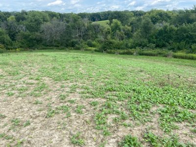 Brassica Plot 2 weeks ago.jpg