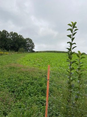 Brassica Plot 3 days ago.jpg