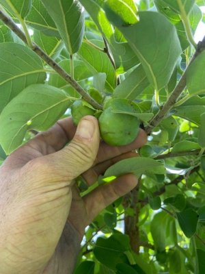 Persimmon Fruit.jpg