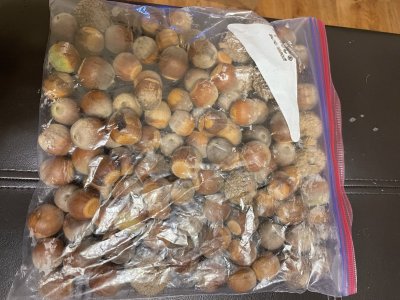 Burr Oak acorns.jpg