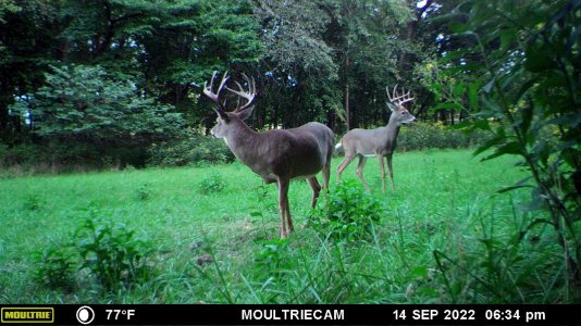 both MV bucks that are decent22.JPG