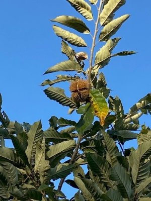 DRYING CHESTNUT.jpg