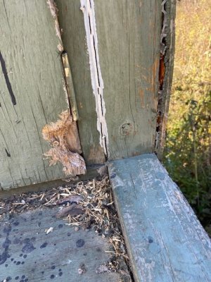 squirrel door 2.jpg