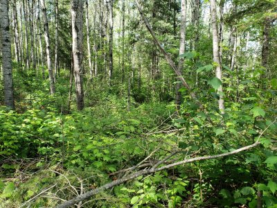 Mountain Maple - Copy.jpg