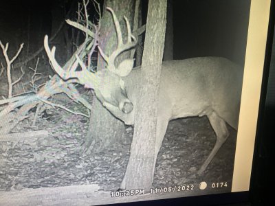 deer3.jpg deer3.jpg