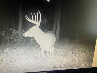 deer4.jpg deer4.jpg