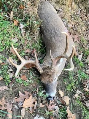 deer2.jpg deer2.jpg