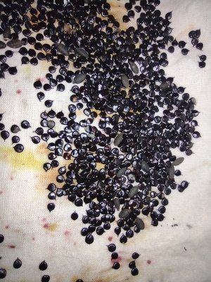 seed.jpg