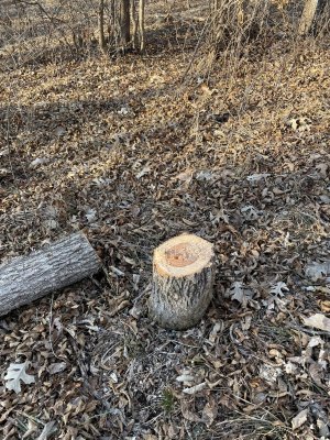 flush cut elm.jpg