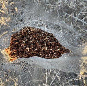 prestratified cedar seed.jpg