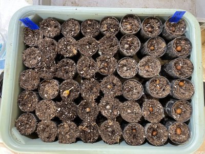 Bin of acorns being seeded in tree pots.jpg