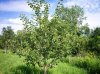 100_0326.jpg