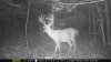 Trail cams 13 192 (Medium).JPG Trail cams 13 192 (Medium).JPG