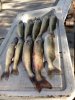 Walleye (Emily).jpg