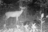 antler.jpg