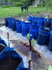 20150523_Grafting_04.JPG