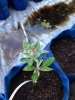 20150527_Grafting_01.JPG