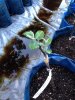 20150527_Grafting_02.JPG