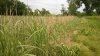 WP_20150611_001.jpg