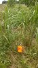 WP_20150611_003.jpg