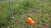 WP_20150611_006.jpg