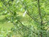 orchard june,13,2015 2015-06-13 001.JPG