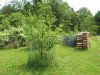 orchard june,13,2015 2015-06-13 002.JPG