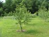orchard june,13,2015 2015-06-13 005.JPG