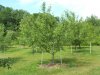 orchard june,13,2015 2015-06-13 006.JPG