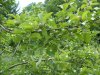 orchard june,13,2015 2015-06-13 009.JPG