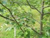 orchard june,13,2015 2015-06-13 003.JPG
