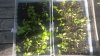 Oaks Porch 06222015.jpg