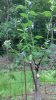 IMG_20150626_173330_423.jpg